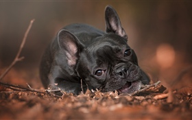French bulldog, rest, ground
