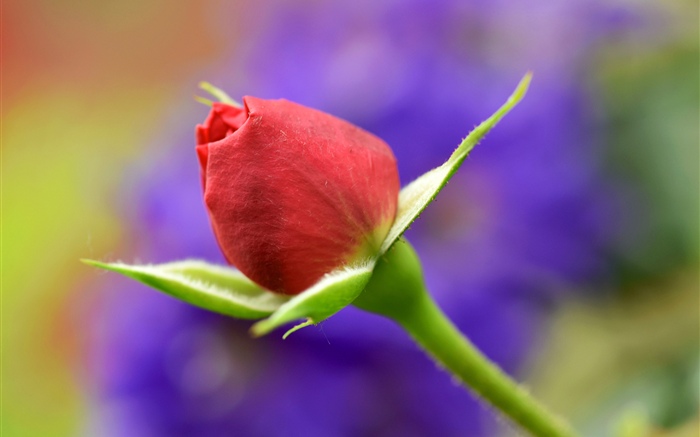 Red rose bud, stem Wallpapers Pictures Photos Images