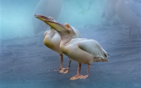 Two pelicans