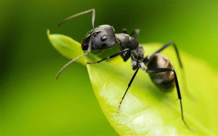 Ant, green leaf, insect Wallpapers Pictures Photos Images