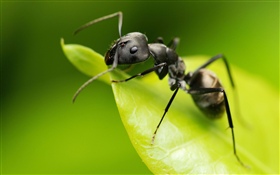 Ant, green leaf, insect HD wallpaper