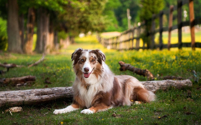 Australian shepherd dog, grass, summer Wallpapers Pictures Photos Images