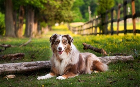 Australian shepherd dog, grass, summer HD wallpaper