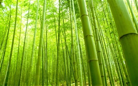 Bamboo forest, green, summer HD wallpaper