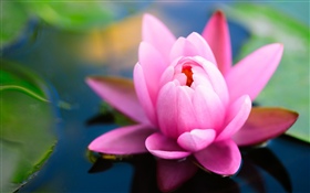 Beautiful pink water lily, pond HD wallpaper