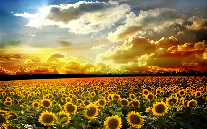 Beautiful sunflowers, summer, sunshine, clouds Wallpapers Pictures Photos Images