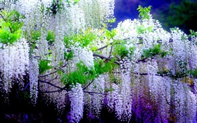 Beautiful wisteria flowers, spring HD wallpaper