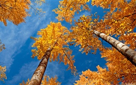 Birch, trees, blue sky, autumn HD wallpaper