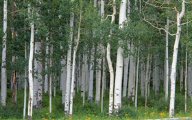 Birch trees, forest HD wallpaper