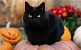 Black cat, yellow eyes, pumpkin HD wallpaper
