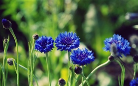 Blue flowers, green background HD wallpaper