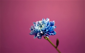 Blue petals flower, pink background HD wallpaper