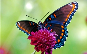 Butterfly, pink flower
