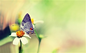 Butterfly, white flower, hazy HD wallpaper