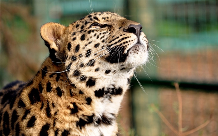 Cheetah, take head up Wallpapers Pictures Photos Images