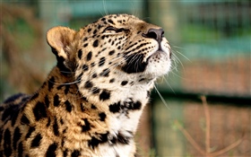 Cheetah, take head up HD wallpaper