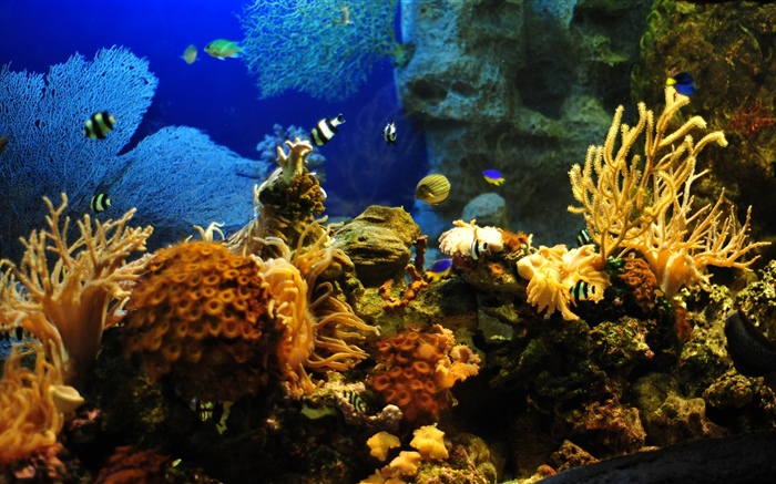 Clownfish, fish, coral Wallpapers Pictures Photos Images