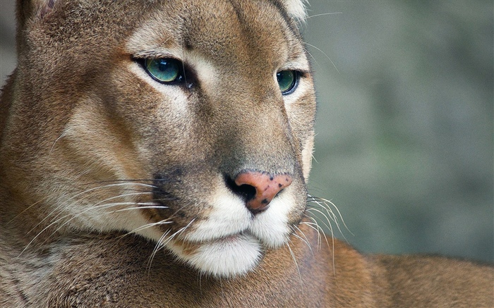 Cougar, wildlife, face Wallpapers Pictures Photos Images