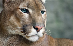 Cougar, wildlife, face