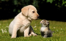 Dog and kitten HD wallpaper