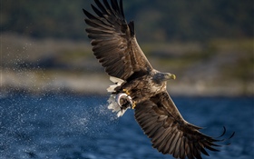Eagle catch fish, wings, lake HD wallpaper