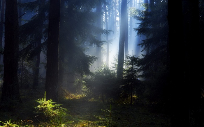 Forest, trees, fog, morning Wallpapers Pictures Photos Images