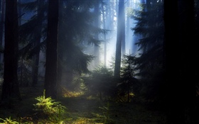 Forest, trees, fog, morning HD wallpaper