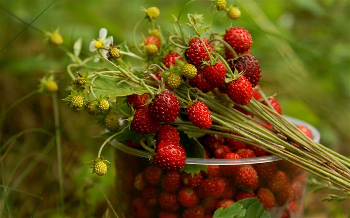 Fresh strawberry Wallpapers Pictures Photos Images