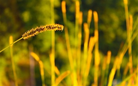 Grass, summer HD wallpaper