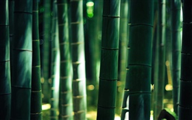 Green bamboo, stem HD wallpaper