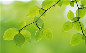 Green leaves, twigs, spring HD wallpaper