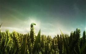 Green lizard, wheat field HD wallpaper