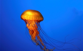 Jellyfish, blue background HD wallpaper