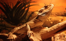 Lizard, desert HD wallpaper