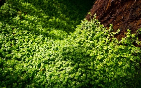 Many green clovers HD wallpaper