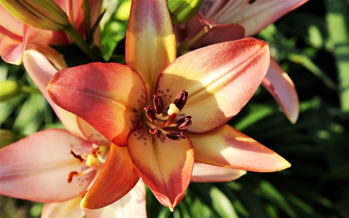 Orange lily flower close-up, petals Wallpapers Pictures Photos Images