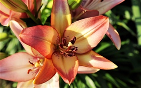 Orange lily flower close-up, petals HD wallpaper