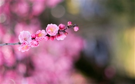 Pink apricot flowers HD wallpaper
