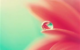 Pink flower petals, water droplet HD wallpaper