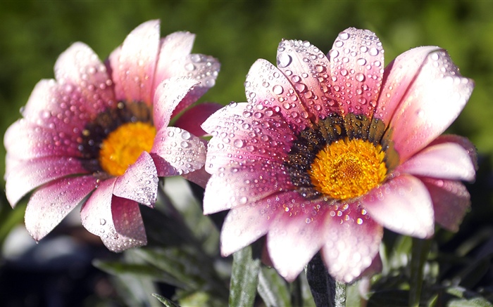 Pink flowers, petals, water droplets Wallpapers Pictures Photos Images