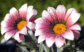 Pink flowers, petals, water droplets HD wallpaper