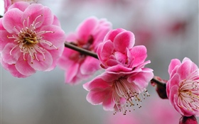 Pink plum flowers, twigs, spring HD wallpaper