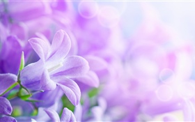 Purple flowers, spring, hazy HD wallpaper