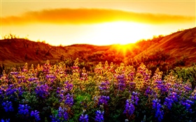 Purple flowers, sunset HD wallpaper