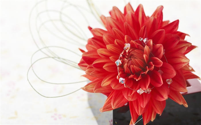 Red dahlia, petals, white background Wallpapers Pictures Photos Images