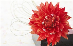 Red dahlia, petals, white background HD wallpaper