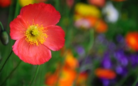 Red poppy flower, petals