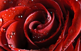 Red rose, petals, water droplets HD wallpaper