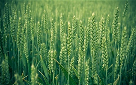 Rice field, green HD wallpaper