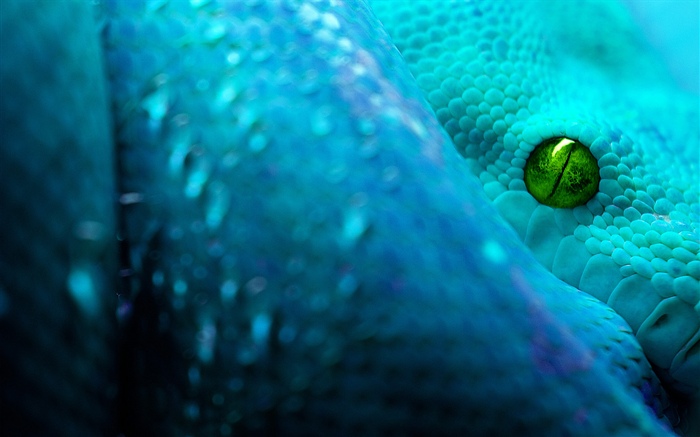 Snake, eye Wallpapers Pictures Photos Images